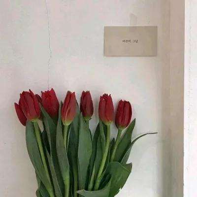圣歌ol手游九游版下载